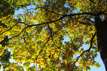 autumn leaves in the sky, autumn in the park, autumn in the woods