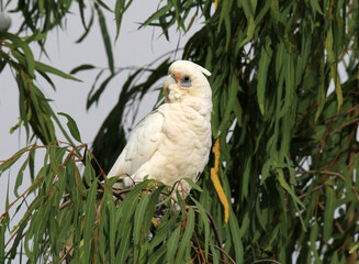Little Corella parrot bird perched on a eucalyptus tree branch in Australia