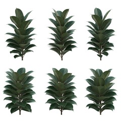 leaf isolated on white background