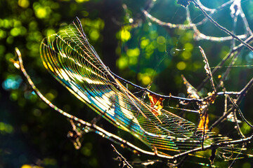 Light phenomena in the web.