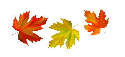 Composition of realistic vibrant maple autumn leaves. Yellow, orange, red leaves swirl in the wind. Vector illustration