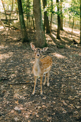 Deer family in a nature park in free range