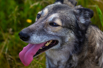 The dog walks in the meadow grasses. It reacts to the smells of flowering plants and sounds emitted by insects. 