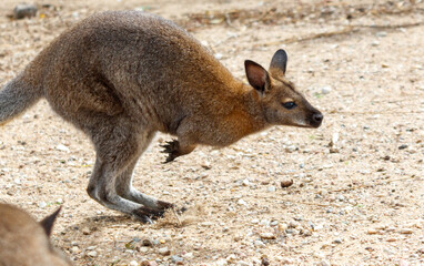 A kangaroo is jumping in the air
