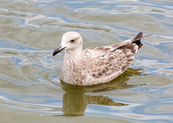 A bird is swimming in a body of water