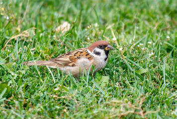 A small brown bird is sitting in the grass