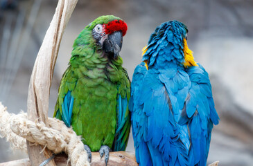 Two parrots are perched on a branch, one green and one blue