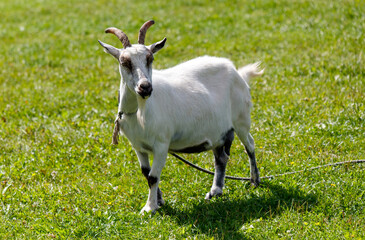 A white goat standing in a green field