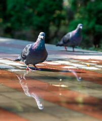Two pigeons standing on a wet sidewalk