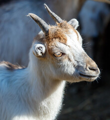 Obraz premium Portrait of a goat on a farm