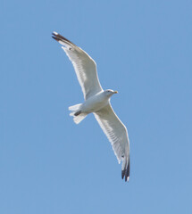 A white bird is flying in the sky