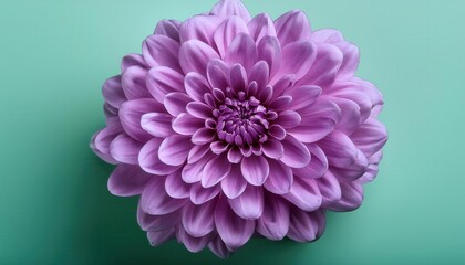 Vibrant Lilac Dahlia in Full Bloom with Symmetrical Petals on a Calm Teal Background. Close-Up Botanical Delight Capturing Natural Beauty and Elegance in Bold Colors