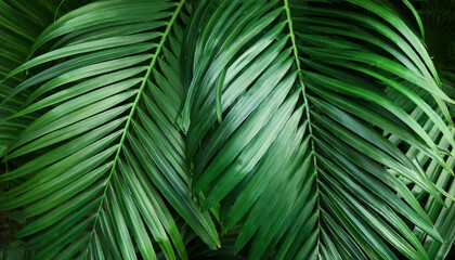 tropical leaves, abstract green leaves texture, nature background