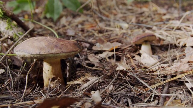 Ripe two bay bolete mushrooms (badius) in the autumn forest. Dolly move.
