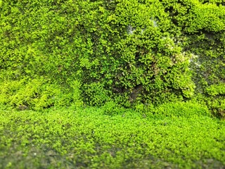 A green algae grown with plants in the garden