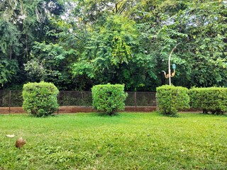 Maintained trees in the garden of green plants