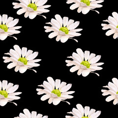 chamomile seamless pattern watercolor illustration isolated on black background base for design of postcards textile tableware wedding invitations