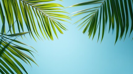 Tropical Palm Leaves Against Sunlight with Light Blue Background