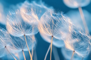 Delicate dandelion seeds against a soft blue sky, backlit by the sun.