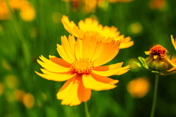 Yellow coreopsis basalis flowers blossom in bright sunlight in early summer