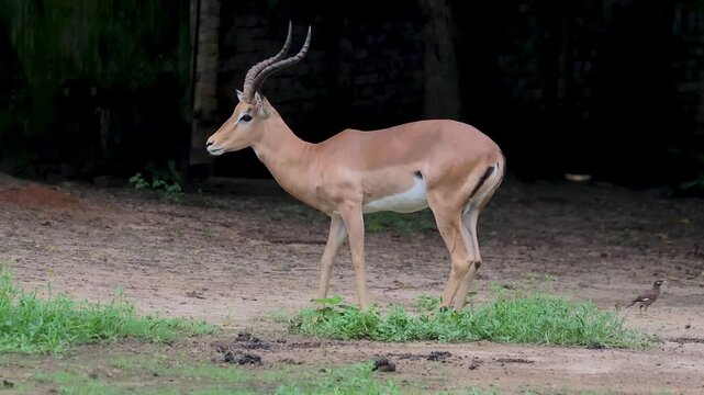 Graceful Impala Grazing in the African Savanna