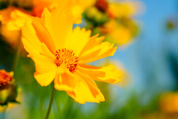 Yellow coreopsis basalis flowers blossom in bright sunlight in early summer