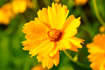 Yellow coreopsis basalis flowers blossom in bright sunlight in early summer