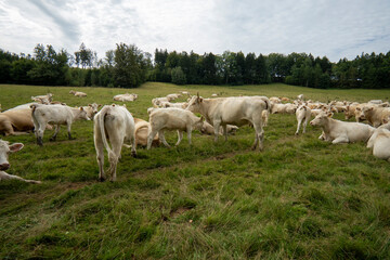 Kuhherde auf der Weide 2
