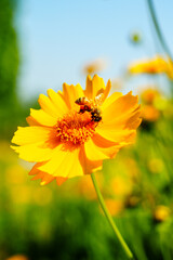 Honey bee on yellow coreopsis basalis flower in bright sunlight under clear blue sky