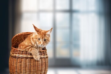 Cute young domestic cat in living room