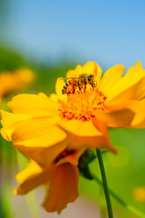 Honey bee on yellow coreopsis basalis flower in bright sunlight under clear blue sky