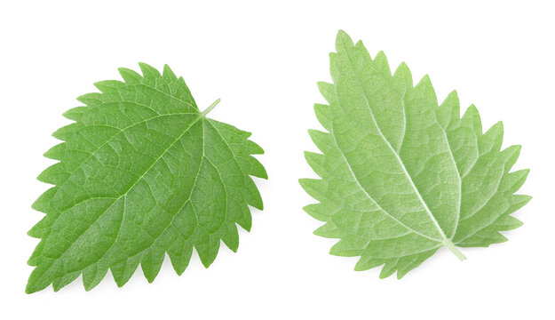 nettle leaf isolated on white background. medical herbs. clipping path