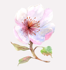 Watercolor Colorful Flower on a light background.