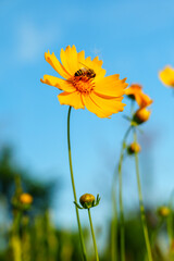 Honey bee on yellow coreopsis basalis flower in bright sunlight under clear blue sky