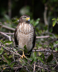 Roadside Hawk Standing Among Branches and Leaves