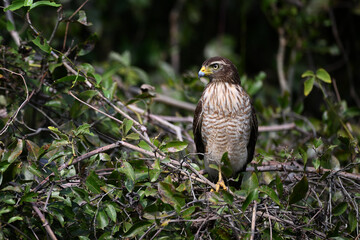 Roadside Hawk Standing Among Branches and Green Foliage