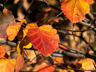 Golden autumn leaves on a tree branch