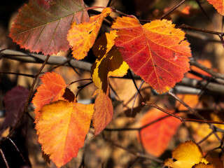 Golden autumn leaves on a tree branch