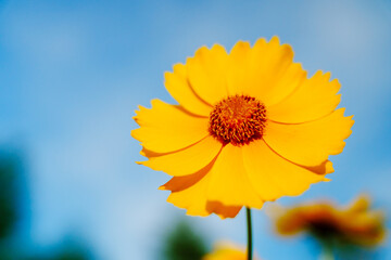 Yellow coreopsis basalis flower blossoms in bright sunlight under clear blue sky