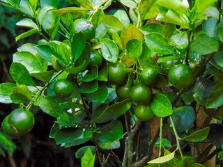 Unripe mandarin oranges in the garden