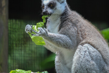 ring lemur