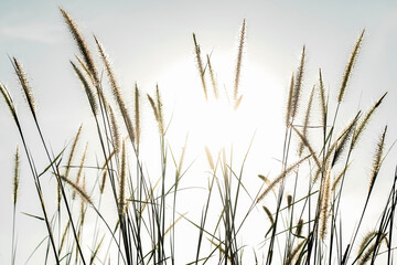 sky background, fiowers, grass, bright sunlight, nature