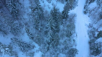 Slow motion aerial view along into a beautiful snowy winter mountain forest with large fir trees. Ukraine, Carpathians.