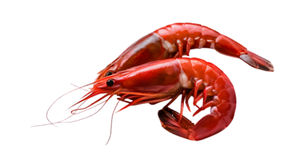 Beautiful red shrimp vibrant red shrimp 