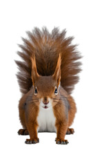Obraz premium Cute redhead squirrel sitting 