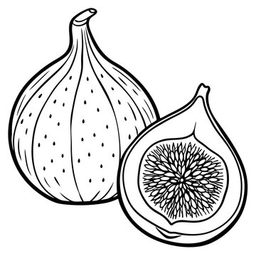 Fresh fig Fruit and slice line art vector illustration
