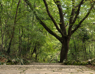 Pathway through forest with large tree and lush greenery