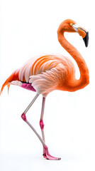 Obraz premium Pink flamingo isolated on white background