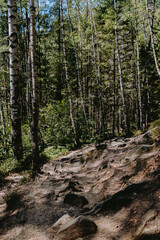 A serene walking trail surrounded by tall trees on a sunny afternoon in a peaceful forest setting