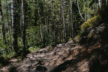 Exploring a rugged forest trail surrounded by tall trees and lush greenery on a sunny day